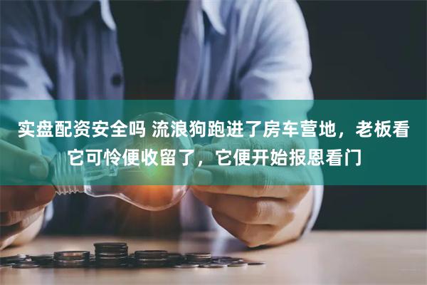 实盘配资安全吗 流浪狗跑进了房车营地，老板看它可怜便收留了，它便开始报恩看门